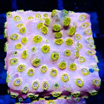 Bouture Cyphastrea 'Copper head'