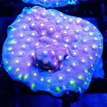 Bouture Cyphastrea 'Rainbow Madness'