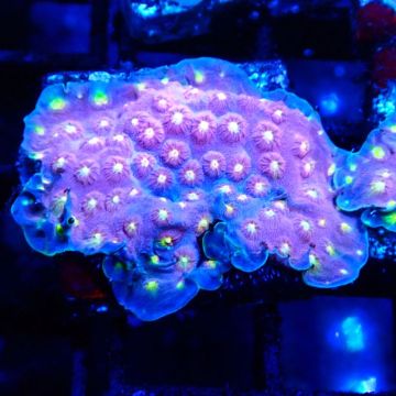 Bouture Cyphastrea 'Rainbow Madness'