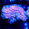 Bouture Cyphastrea 'Rainbow Madness'