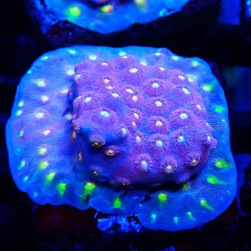 Bouture Cyphastrea 'Rainbow Madness'