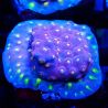 Bouture Cyphastrea 'Rainbow Madness'