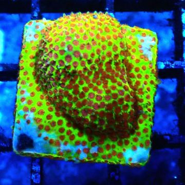 Bouture Stylocoeniella ' Burning Banane'