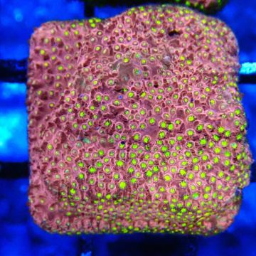 Bouture Stylocoeniella 'Crack of Down'