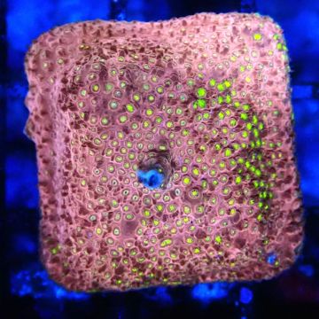Bouture Stylocoeniella 'Crack of Down'