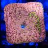 Bouture Stylocoeniella 'Crack of Down'