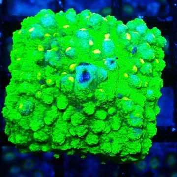 Bouture Astreopora 'Lime Time'