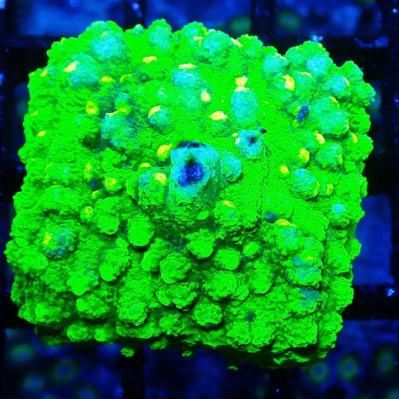 Bouture Astreopora 'Lime Time'