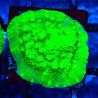 Bouture Astreopora 'Lime Time'