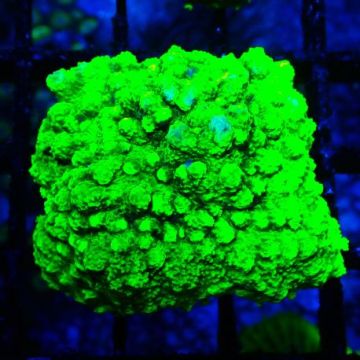 Bouture Astreopora 'Lime Time'