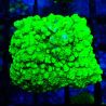 Bouture Astreopora 'Lime Time'