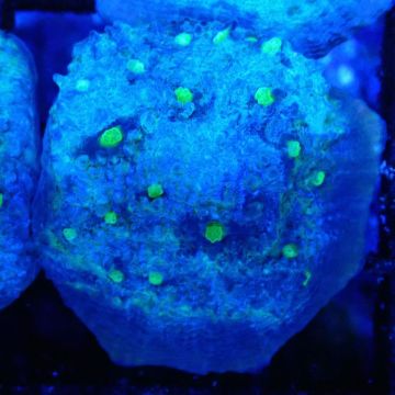 Bouture Mycedium 'Smurfette'