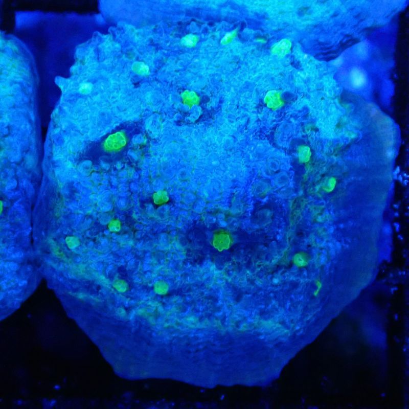 Bouture Mycedium 'Smurfette'