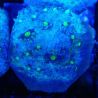 Bouture Mycedium 'Smurfette'