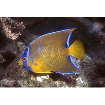 Holacanthus Ciliaris 10-12 cm  