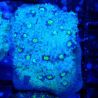 Bouture Mycedium 'Smurfette'