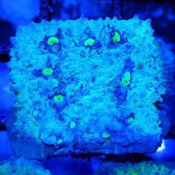 Bouture Mycedium 'Smurfette'