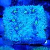 Bouture Mycedium 'Smurfette'
