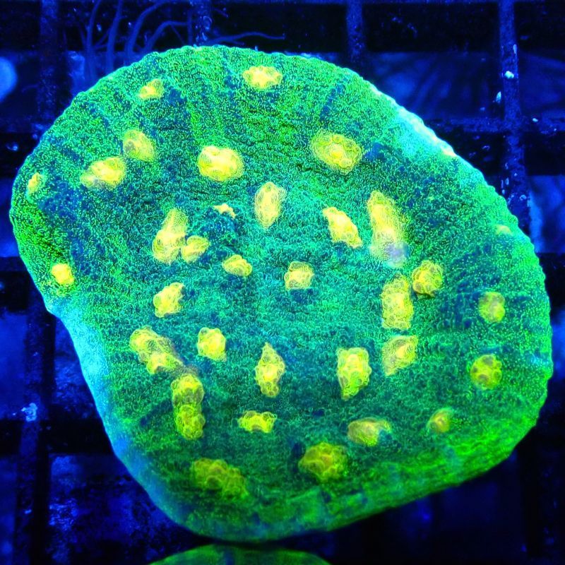 Bouture Mycedium 'Space invader'