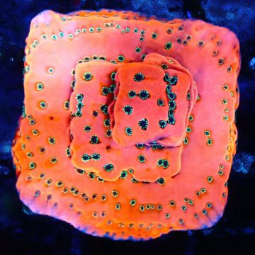 Bouture Montipora 'Dragon fruit'