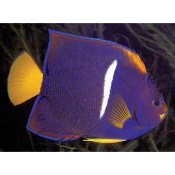 Holacanthus Passer : 8-10 cm  
