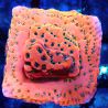 Bouture Montipora 'Dragon fruit'