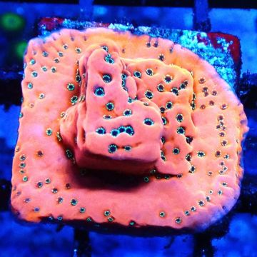 Bouture Montipora 'Dragon fruit'