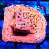 Bouture Montipora 'Dragon fruit'