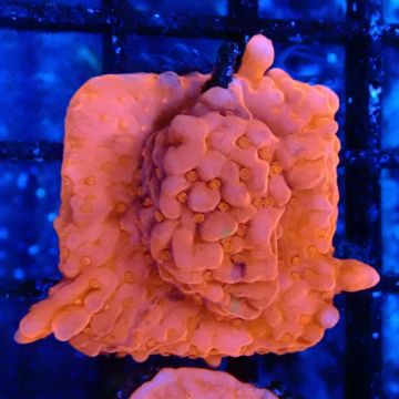 Montipora Setosa 11A8