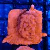 Montipora Setosa 11A8