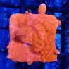 Montipora Setosa 11A8