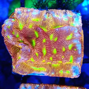 Bouture Leptoseris Jack o Lantern