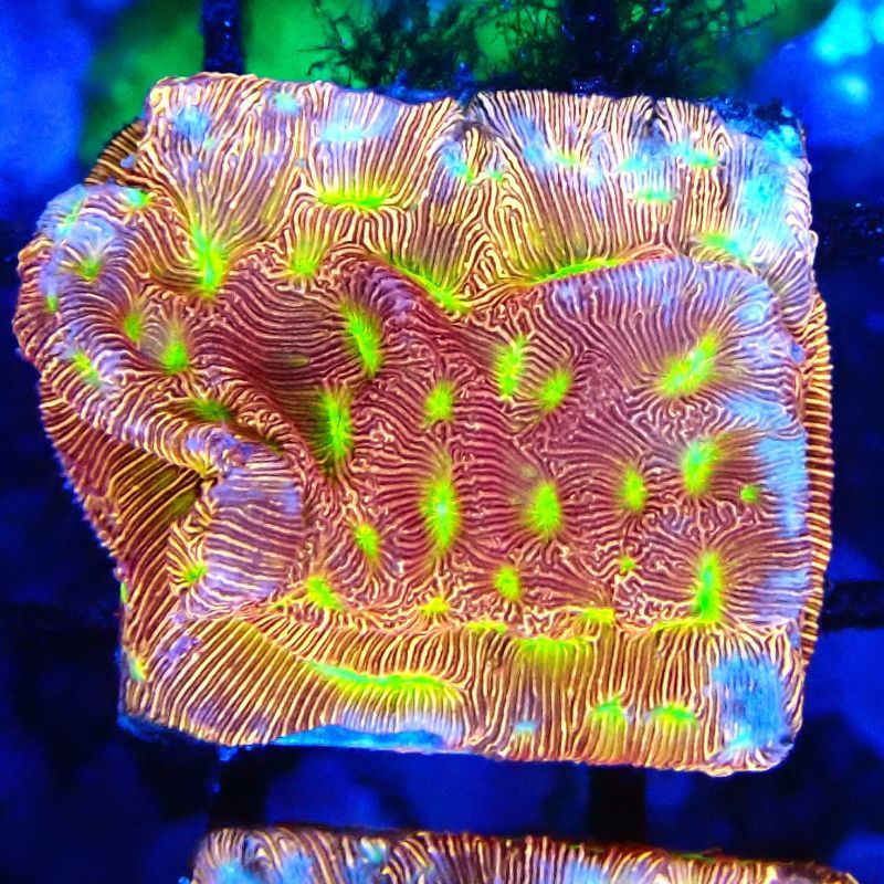 Bouture Leptoseris Jack o Lantern