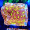 Bouture Leptoseris Jack o Lantern