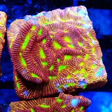 Bouture Leptoseris Jack o Lantern