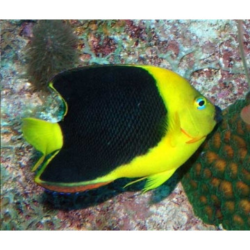 Holacanthus tricolor: 3-5 cm  