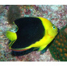 Holacanthus Tricolor : 3-5 cm  