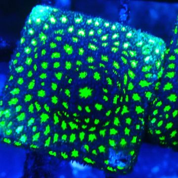 Bouture Psammocora Glowworm
