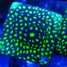 Bouture Psammocora Glowworm