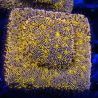 Bouture Lithoplyllon Gold