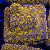 Bouture Lithoplyllon Gold