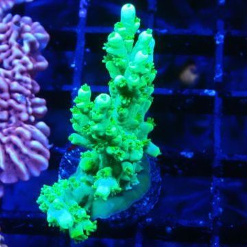 Acropora aculeus