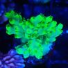Acropora aculeus