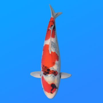 Koï Japon Showa mâle éleveur Ooya 54cm