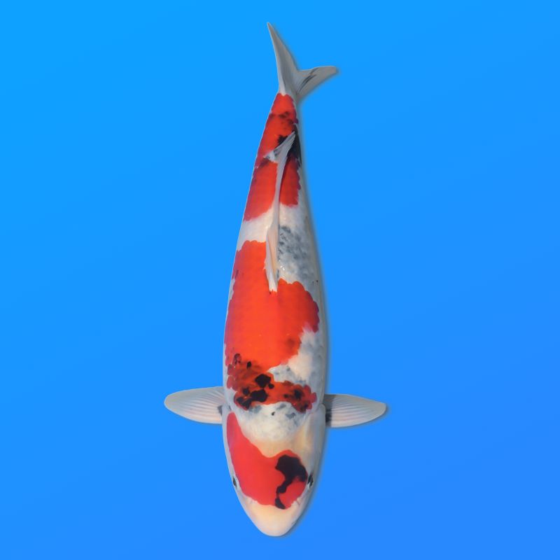 Koï Japon Showa mâle éleveur Ooya 54cm