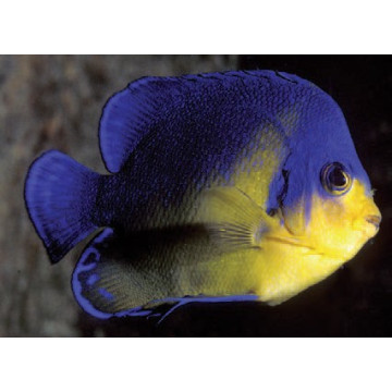 Paracentropyge Venusta  2-3 cm (élevage) 185,00 €