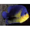 Paracentropyge Venusta  2-3 cm (élevage) 185,00 €