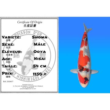 Koï Japon Showa mâle éleveur Ooya 54cm