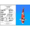 Koï Japon Showa mâle éleveur Ooya 54cm