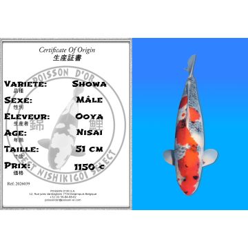 Koï Japon Showa mâle éleveur Ooya 51cm